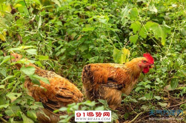 1981年属鸡的人婚姻 81属鸡一生有几次婚姻