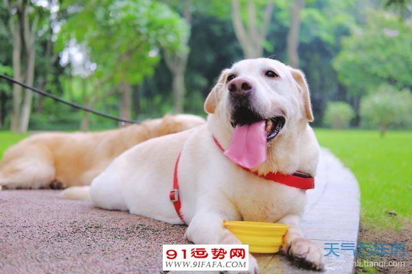 属狗的2021年多大年龄 属狗的今年多大年龄对照表