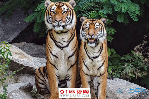 属虎的2021年多大年龄 属虎的今年多大年龄对照表