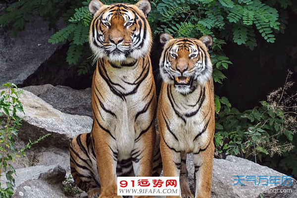 1、豬年生的在虎年能婚配嗎:虎年出生的人和豬年出生的人相配嗎