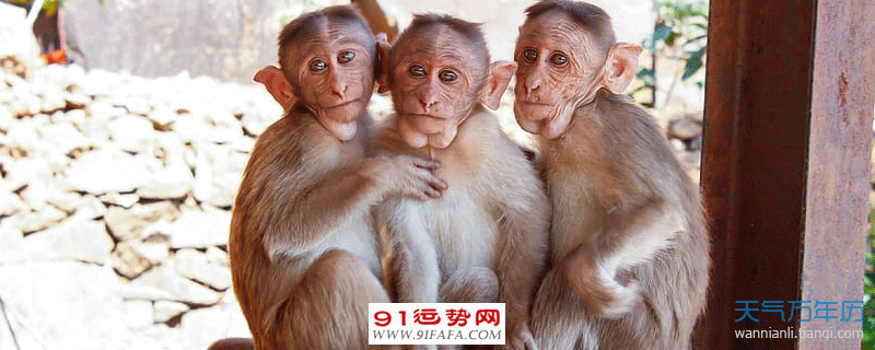 属猴的出生年份有哪些 属猴的出生年份对照表