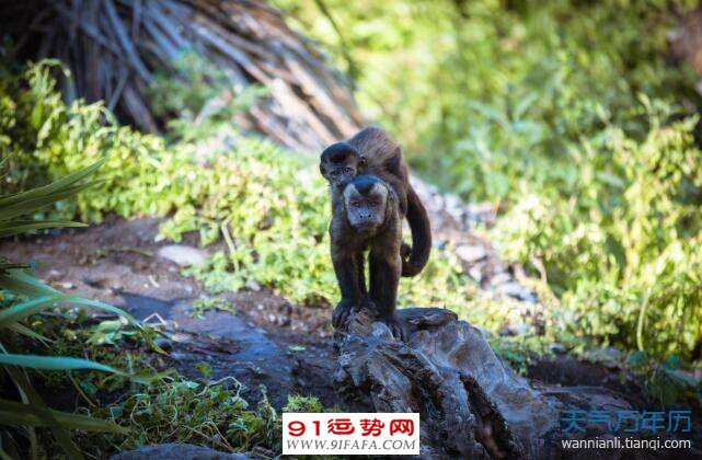 属猴的2021年多大年龄 属猴的今年多大年龄对照表