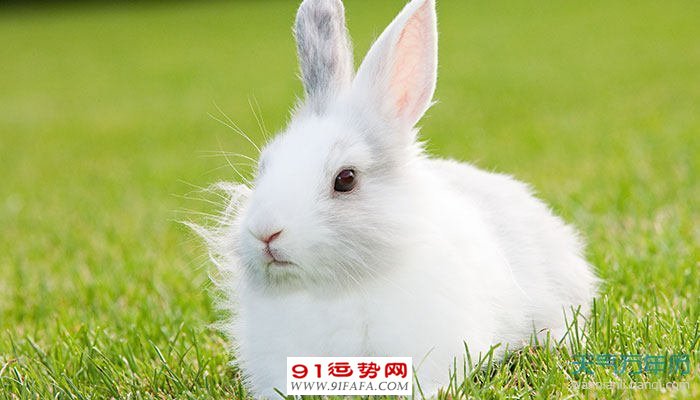 属兔幸运数字:2