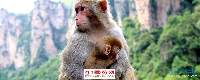1980年属猴2021年运势及运程男性 1980年属猴男每月运势