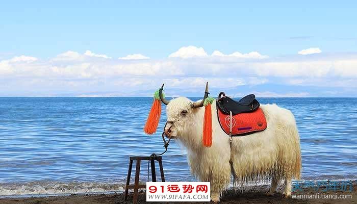 79年的羊在2021年的幸运色 79年属羊2021年幸运色是什么