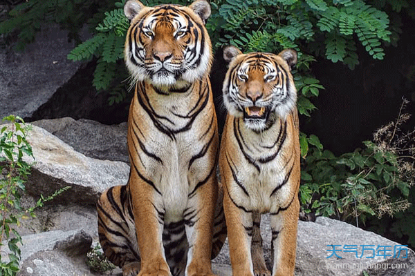 2、猴上等婚配男龍女馬相配嗎:屬猴和屬馬相配嗎,屬猴的和屬馬的配嗎