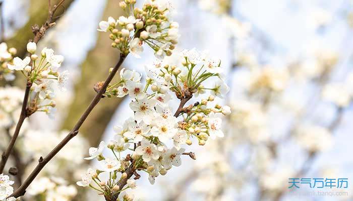 2021鞍山梨花节是什么时候 鞍山梨花节什么时候开