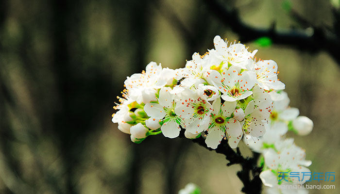 2021贵德的梨花节是几月份 贵德梨花节什么时候