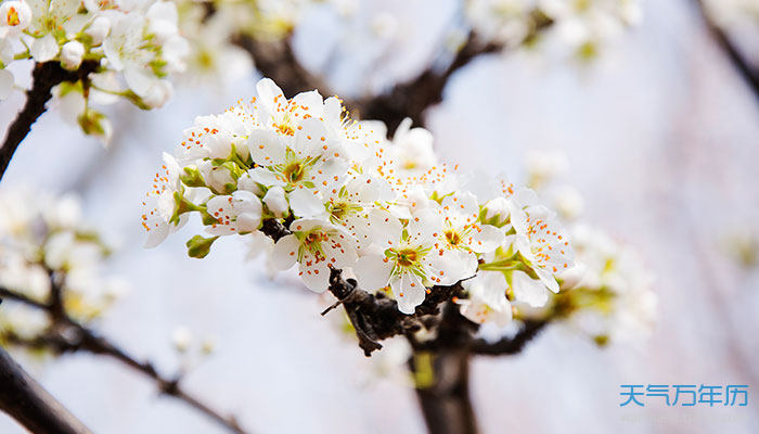 2021赵县梨花节什么时候 赵县梨花什么时候开花