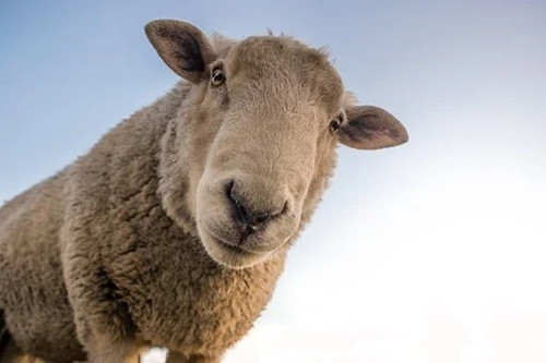 79年的羊如何化解大难年，79年属羊人化灾方法
