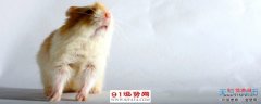 属鼠与属兔相冲相克 属鼠与属兔婚配好不好