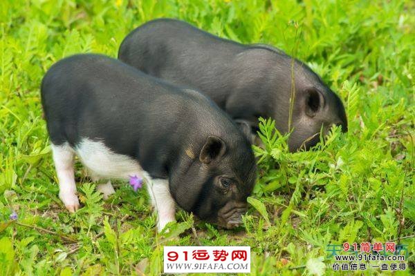 1995年属猪的最佳配偶 95年属猪的属相婚配表