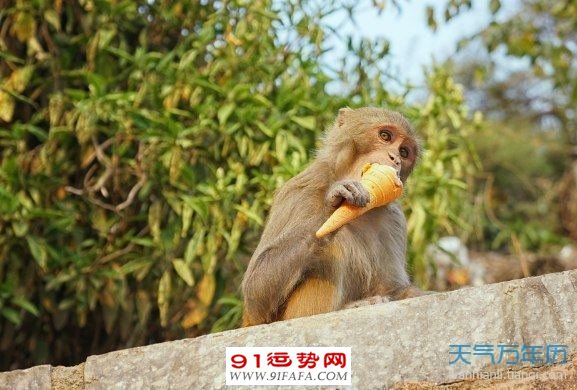 2004年属什么生肖、2005属什么生肖 今年多大了