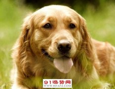 麦玲玲:2021年属狗人的全年运势