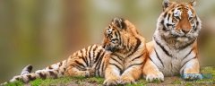 属虎为什么要远离属猴 属虎和属猴的人相克吗