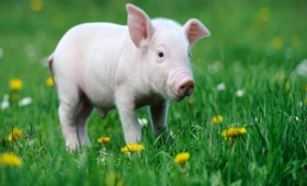 属猪的发财年龄段2022 30岁后几率很大